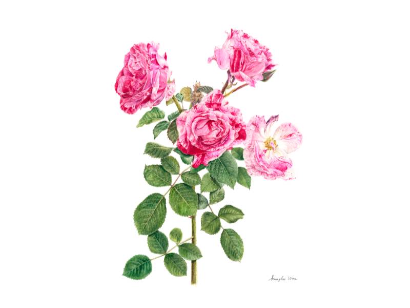 ■꽃그림 작품으로 만나는 보태니컬 아트 이미지