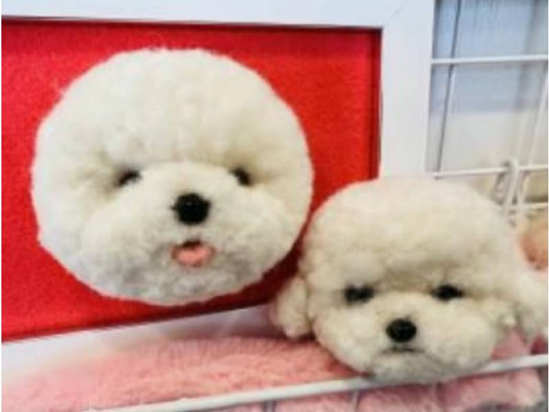 비숑 양모 키링 만들기 이미지