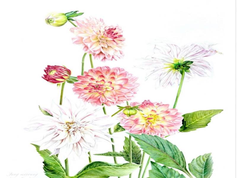 세밀한 꽃그림 보타니컬 아트 이미지