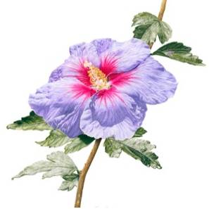 김은경의 보태니컬 아트 집중반 이미지