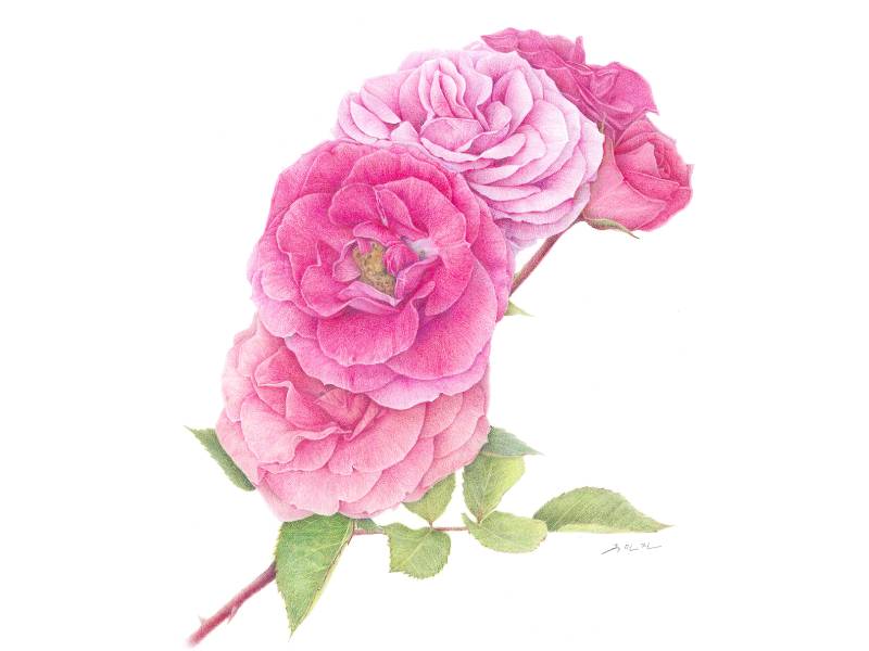 보타니컬 아트 꽃그림 이미지