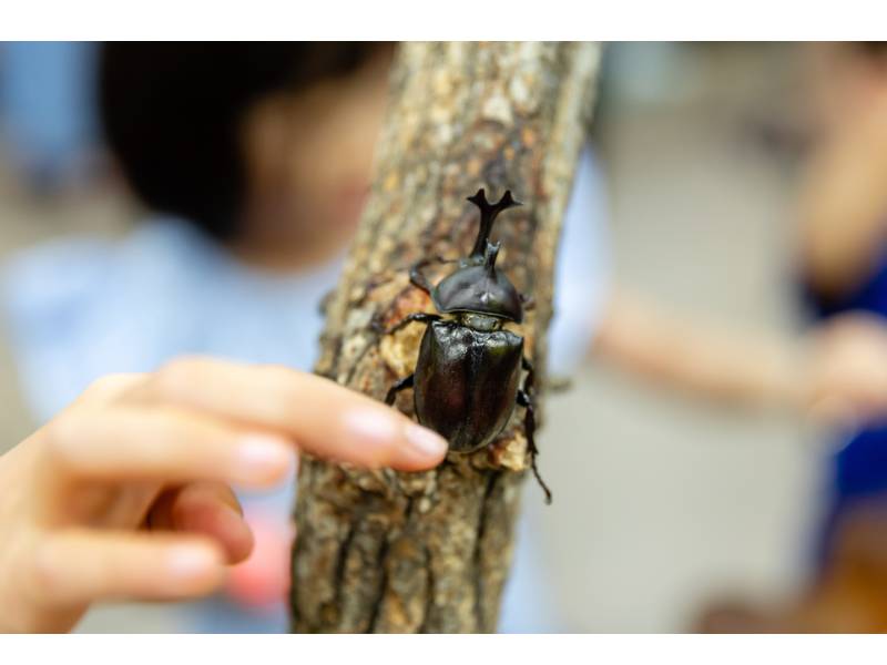 숲 속 작은친구들과 반려곤충 장수풍뎅이 탐구 이미지